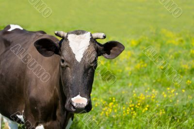 Black and white diary cow grazing on lush grass