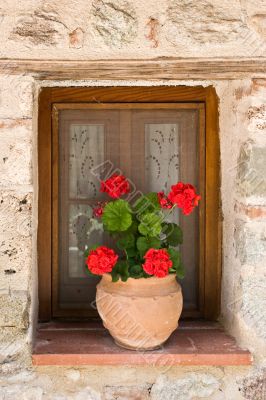 Flower pot in window