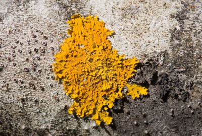 yellow lichen