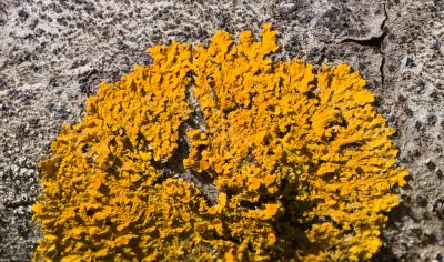 yellow lichen