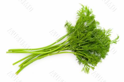 juicy green dill
