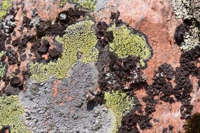 Rock and lichen