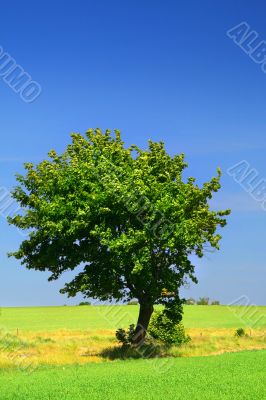green grass field and a lonely tree