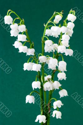  Mayflowers