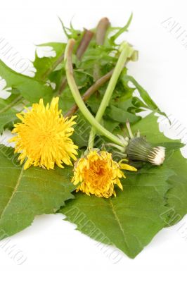 Herbs for salad