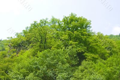 forest on hilly district