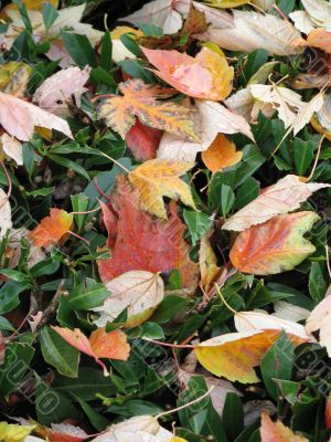 autumn leaves