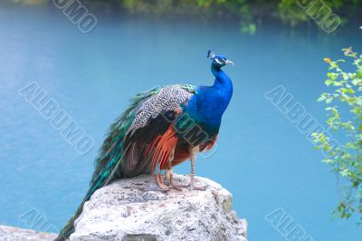 peacock