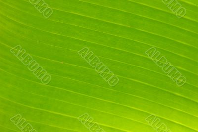 green leaf