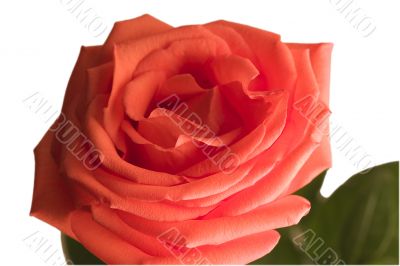 flowering rose