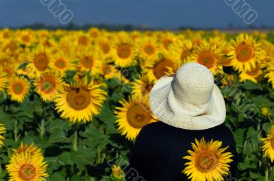 Looking at sunflowers