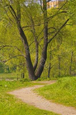 forest paths