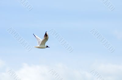 flight of gulls