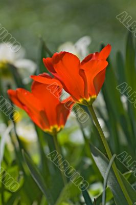 Red tulips