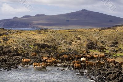 landscape with wild horses