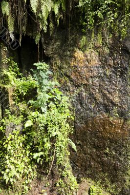 rain forest