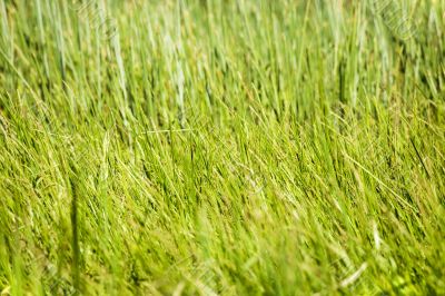 grass texture