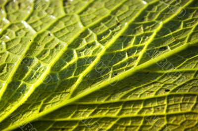 leaf texture