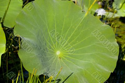 green texture