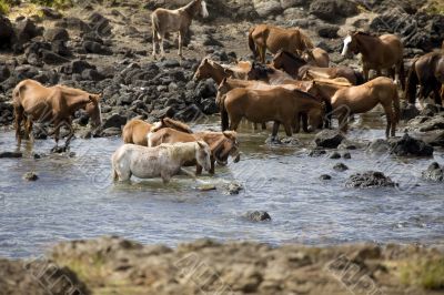 wild horses