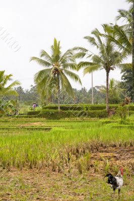 rice and palm trees