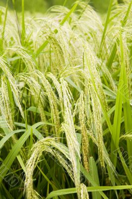 rice