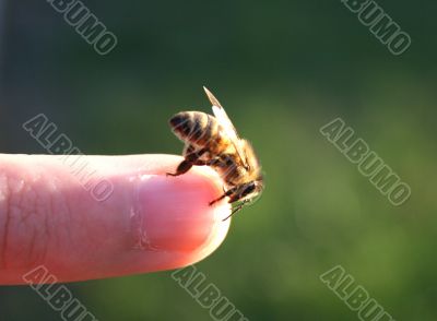 bee on the finger