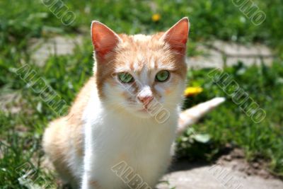red cat