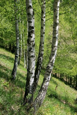 birchen small wood
