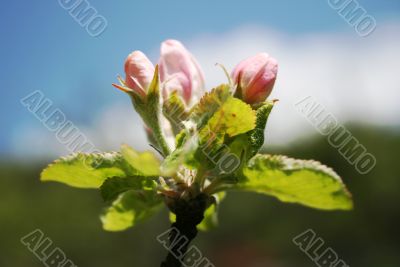 branch with buds