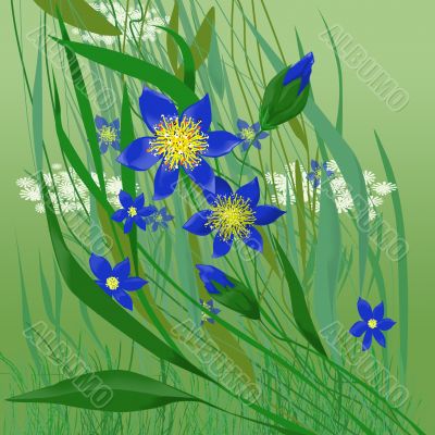 wildflowers