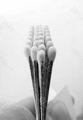 Photo of matches