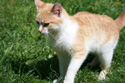 cat on the  grass
