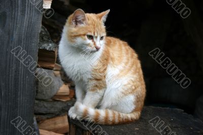 cat on the  firewood