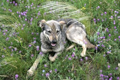 grey dog