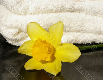 Narcissus and  a white towel