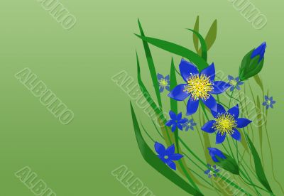 wildflowers