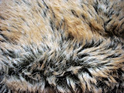 Texture of fur