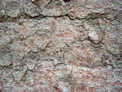 Texture of tree’s bark