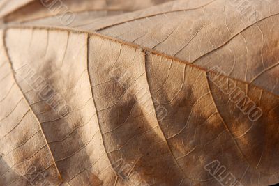 Leaf