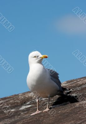 Seagull