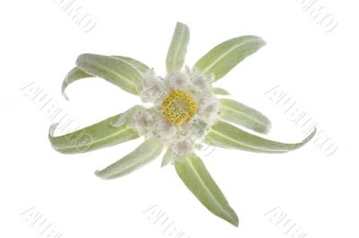 edelweiss
