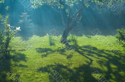 fog, sun and peaceful garden