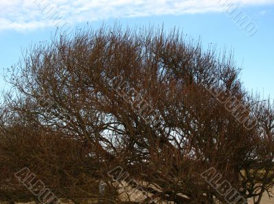 lonesome bush