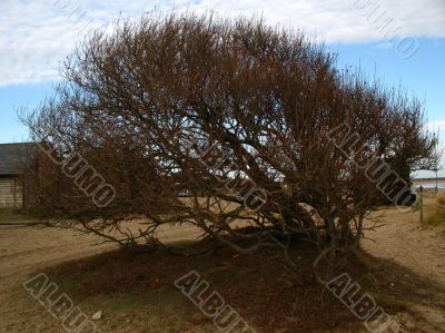 Windswept beach bush