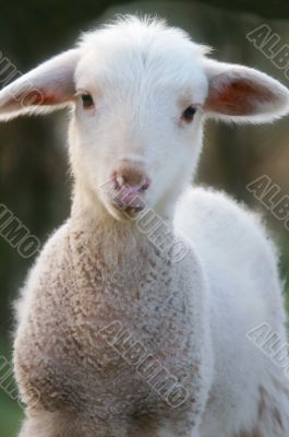 A baby  lamb