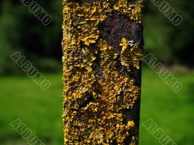 lichen moss
