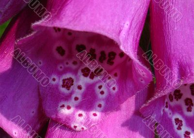 foxglove