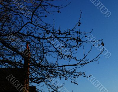 winter trees