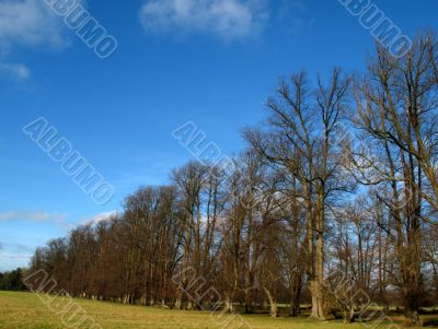 avenue of winter trees